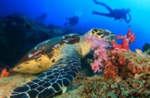 Tauchen auf den Similan Inseln