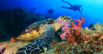 Tauchen auf den Similan Inseln