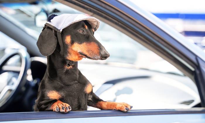 Die Fahrt im Auto ist für den Vierbeiner die verträglichste Art zu Reisen. (Foto: shutterstock - Masarik)