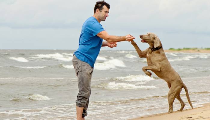 Am Strand der ostsee fühlt sich der Hund pudelwohl. (Foto: shutterstock - Tatjana Baibakova)