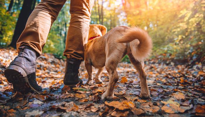 In den Wäldern haben Besitzer und Vierbeiner viel Spaß zusammen. (Foto: shutterstock - Zivica Kerkez)