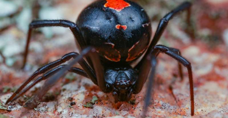 Im Gegensatz zu den Wolfspinnen sind die Redback Spider sehr gefährlich. Hingegen der meisten Spinnen sind sie sehr giftig. Trotzdem kann so ein Spinnenregen angsterregend sein. ( Lizenzdoku: Shutterstock-  Peter Yeeles )