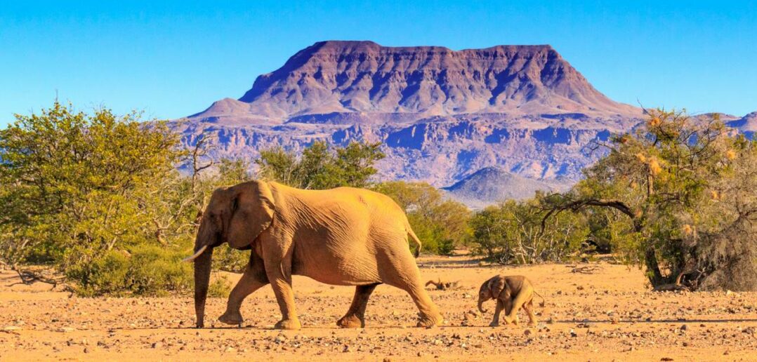 Wüstenelefanten: Namibia birgt in seiner Wüste ein unglaubliches Geheimnis (Foto: AdobeStock - HOSHU)