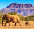 Wüstenelefanten: Namibia birgt in seiner Wüste ein unglaubliches Geheimnis (Foto: AdobeStock - HOSHU)
