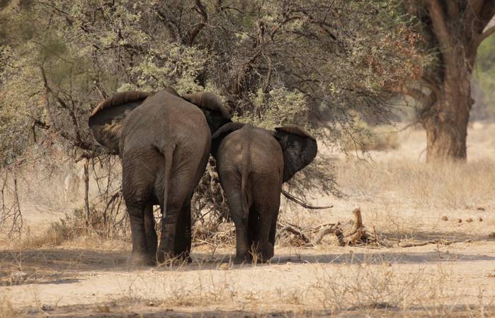 Die Wüstenelefanten in Namibia sind vom Aussterben bedroht. (Foto: AdobeStock - DirkR)