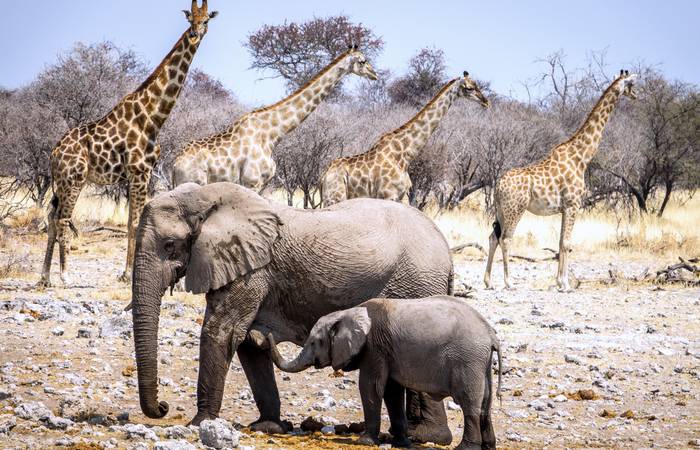 Zwei Wüstenelefanten im Etosha-Nationalpark in Namibia. (Foto: AdobeStock - Pixelheld)