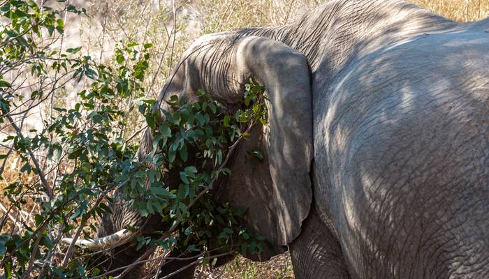 Die Wüste Namibias bietet den Wüstenelefanten nur selten Schatten wie hier unter Bäumen. (Foto: AdobeStock - Goldilock Project)
