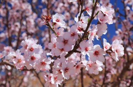 Mandelblütenfest in Tafraoute: Authentische Berbertraditionen zwischen rosa, einzigartigem (Foto: AdobeStock -  Tupungato - 1906938151)