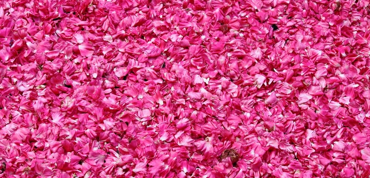 Rosenfest in El-Kelaa MGouna verknüpft Tradition, Kultur und (Foto: AdobeStock - alessandro0770 - 378190278)